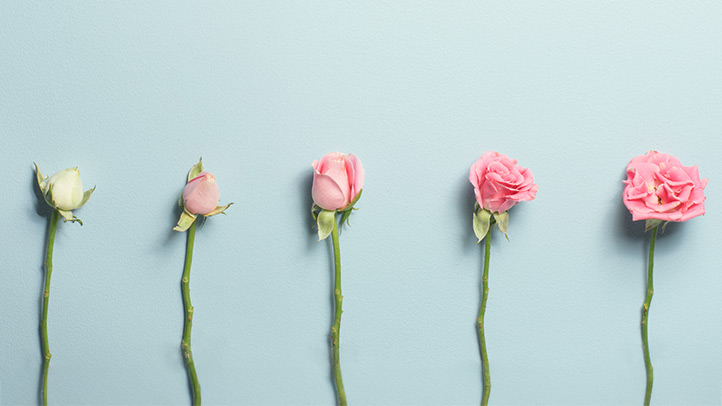 how many weeks, months, trimesters in a pregnancy, flower gradually blooming