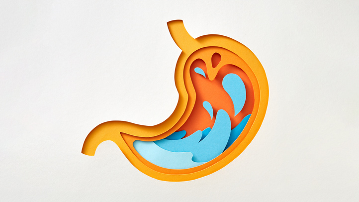 Handmade colorful papercraft anatomy of human stomach